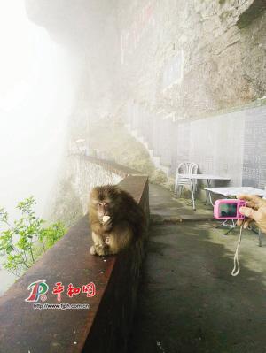 灵通山上现灵猴