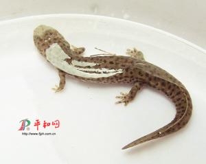 清澈河中长娃娃鱼