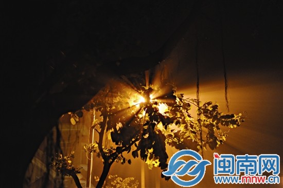 路灯灯光穿透行道树树叶的间隙