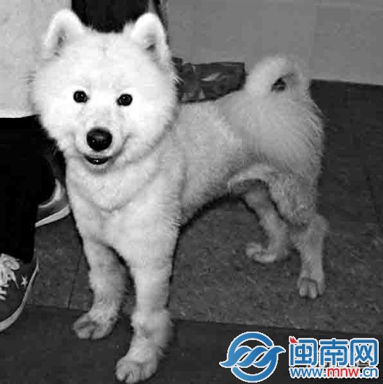 寻找萨摩主人