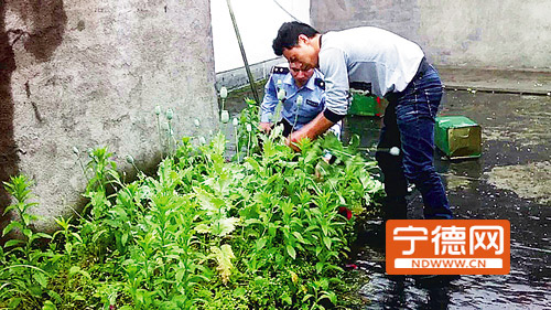 两居民阳台花盆种罂粟200多株