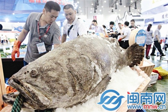 福州参展商亮出440斤重的石斑鱼