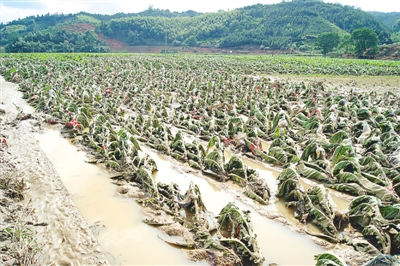 顺昌县仁寿镇烟田被淹