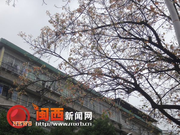 新罗龙川路行道树黄叶纷飞  园林局正常现象