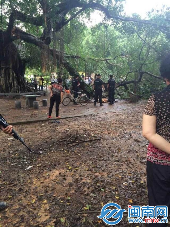 老榕树下打牌 阿伯被断枝砸伤