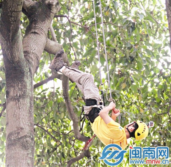 70多位蜘蛛侠树冠间挑战速度1