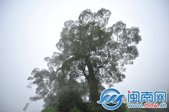 树高三十多米，树冠参天