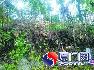 前埔南路靠古楼北里小区一侧绿化植物枯死,影响居民