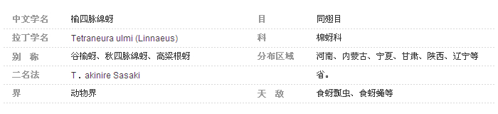 4榆四脉绵蚜