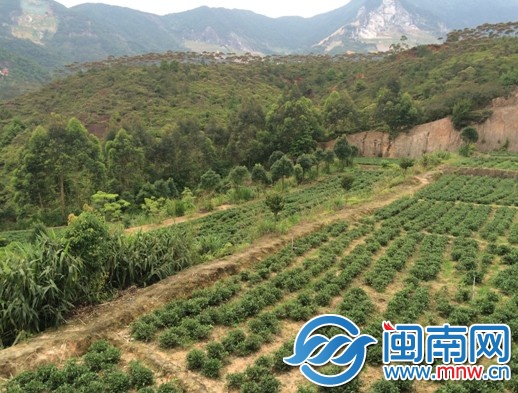 近处茶园绿意盎然，远处山头因采石和崩岗等原因露出&nbsp;