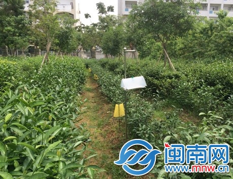 茶园里生物捕捉器，天然无污染