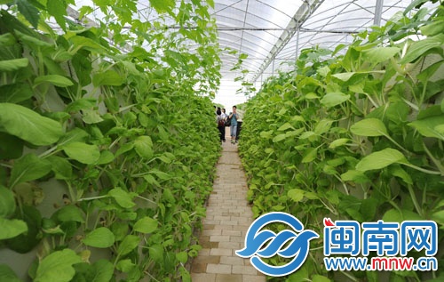 “智能植物工厂”大棚中，两边的蔬菜都是无土喷雾种 