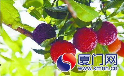 东坪山公园的杨梅挂满枝头