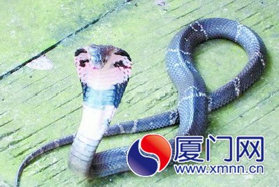 闯进住宅楼的眼镜蛇