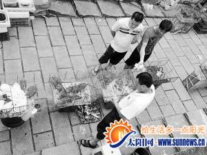 小贩笼子中装的都是受保护的野生动物，现场正在进行&nbsp;