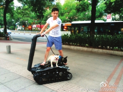 斗牛犬借车摆pose