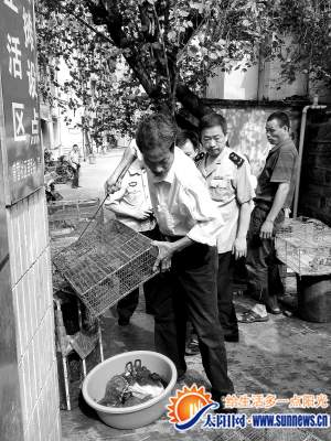 执法人员现场将一箱麻雀放生。