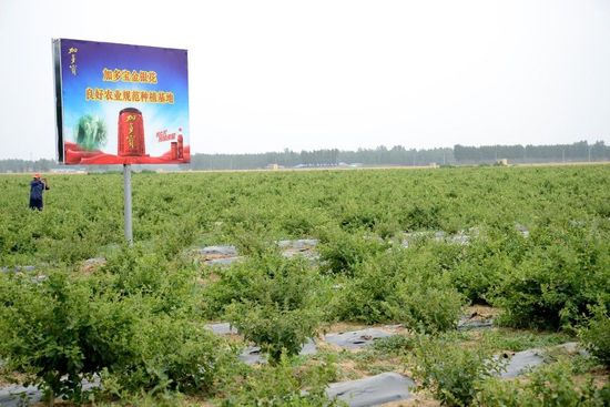 加多宝草本原料种植基地