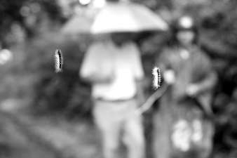毛虫悬挂半空，过往行人胆战心惊。