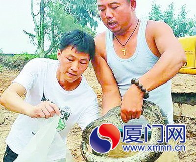 林业人员和捕蛇师傅将蟒蛇捕获。