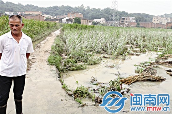 昨天积水退去 村民家二百亩茭白几乎泡烂