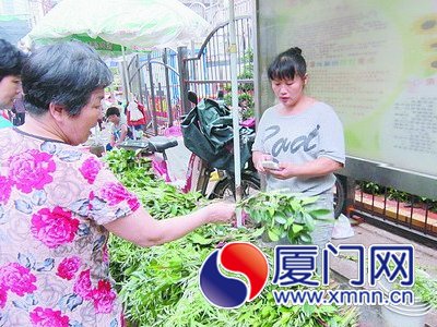 端午节,按照闽南民俗,要在门前插艾草。