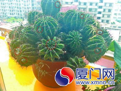 仙人球上一个个小黑苞是花苞，再过十多天还会开花