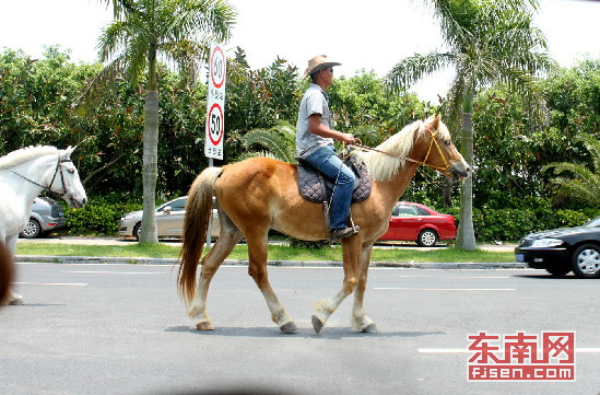 端午节“拍马”成景区热点