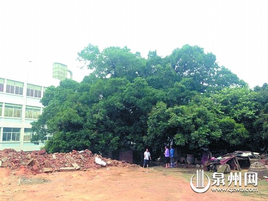 移植大榕树须向林业部门提出申请