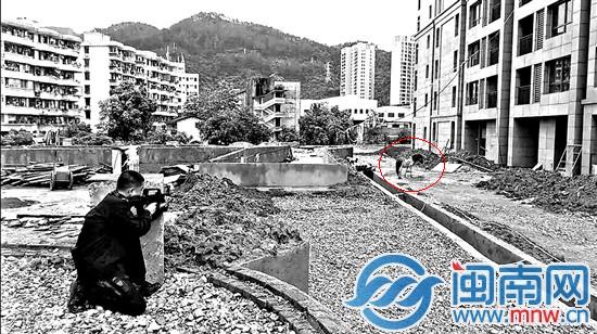 特警蹲在20米开外，将疯马（画圈处）击毙