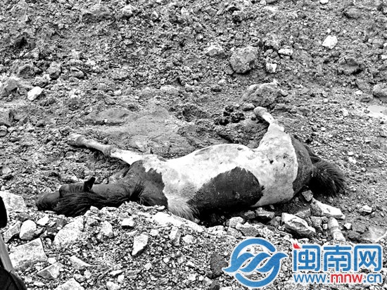 被击毙的马儿