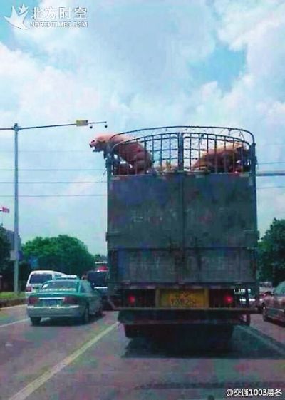 越狱猪网络爆红：三米高货车跳下
