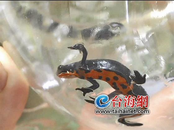 市民捡到娃娃鱼
