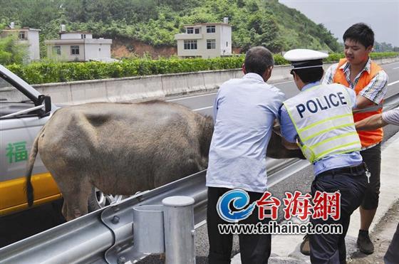 “牛魔王”误闯高速 龙岩高速交警将水牛送出高速