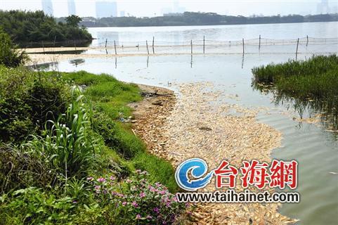无数死鱼发臭没人清理