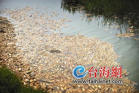 无数死鱼发臭没人清理1