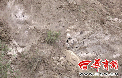 西安沣东新城推土机摧毁上百燕子窝