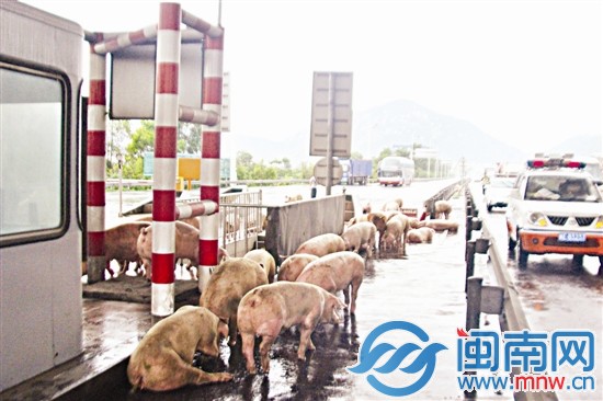 二师兄雨中戏水 8民警抓到脱力