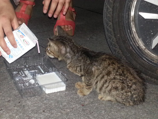 好心路人给小猫买来牛奶，并喂给它喝