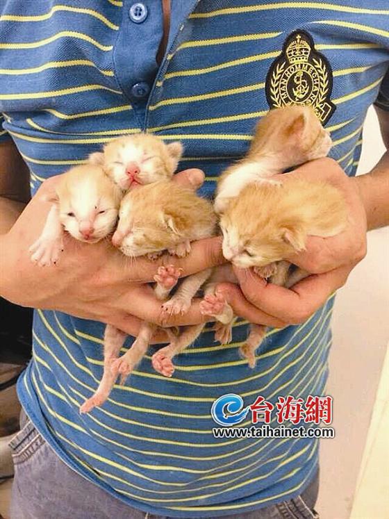 楼梯口出现一窝小奶猫