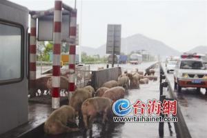 运猪车收费站附近侧翻“二师兄”