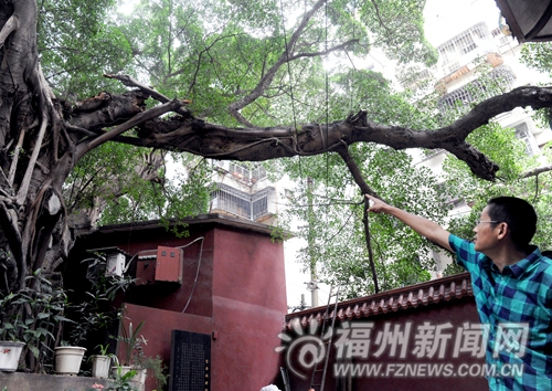 崎上路百年老树断臂树枝倒在墙壁电线上