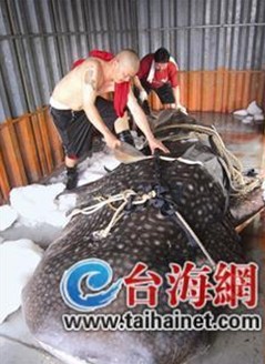 豆腐鲨