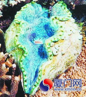 砗磲