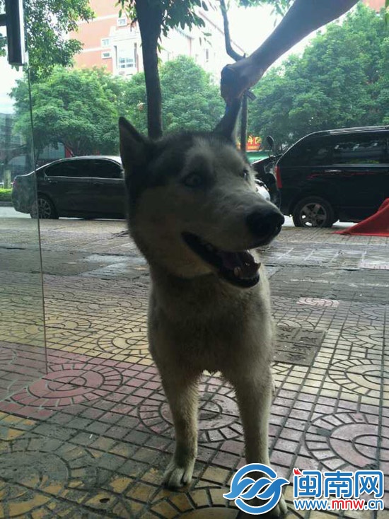 两只哈士奇呼叫主人!11