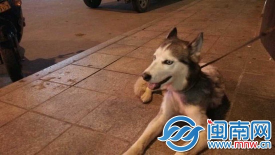 两只哈士奇呼叫主人!111