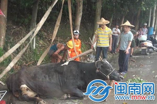 12米山坡坠下 奶牛被卡水沟`