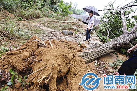 树被连根拔起
