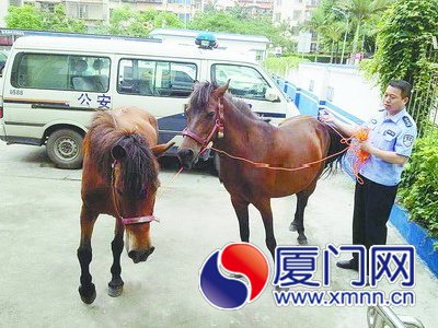 陈警官把马牵回派出所。