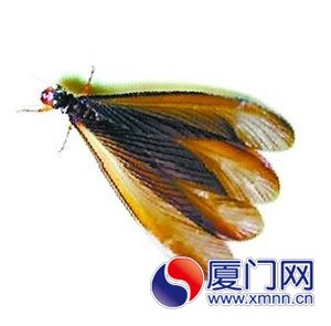 长翅型繁殖蚁